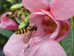 Meliscaeva cinctella