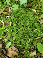 Atrichum undulatum