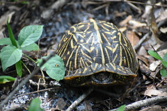 Terrapene carolina bauri