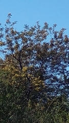 Acacia retinodes