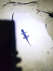 Ichthyosaura alpestris