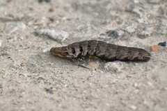 Deilephila porcellus