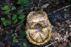 Terrapene carolina bauri