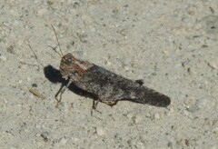 Trimerotropis
