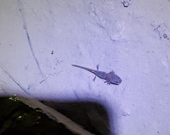 Triturus cristatus