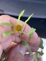 Bidens connata