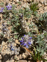 Lupinus lepidus