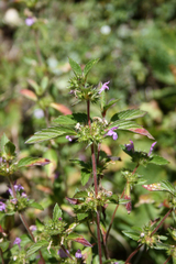 Galeopsis ladanum