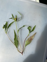 Bidens connata