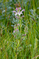 Pedicularis cheilanthifolia