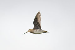 Gallinago