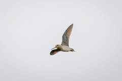 Gallinago
