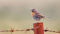 Prunella rubeculoides