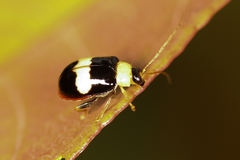 Chrysomeloidea