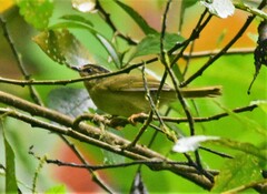 Basileuterus tristriatus
