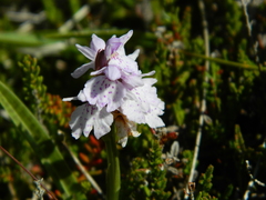 Dactylorhiza maculata ericetorum