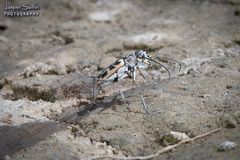 Ellipsoptera cuprascens