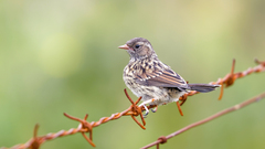 Prunella rubeculoides