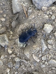 Tenebrionidae