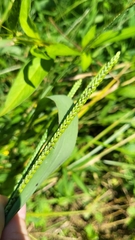 Paspalum pubiflorum