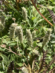 Salix petrophila