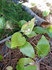 Maianthemum canadense