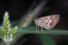 Amblyscirtes aesculapius