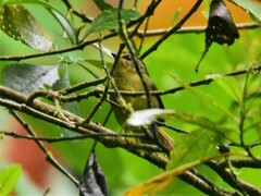 Basileuterus tristriatus