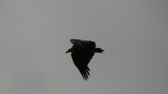 Aegypius monachus