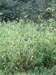 Setaria faberi