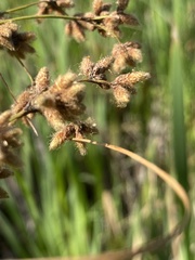 Scirpus cyperinus