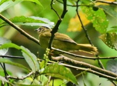 Basileuterus tristriatus