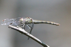 Sympetrum striolatum