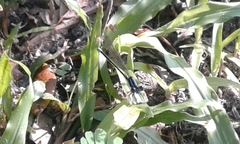 Argia fumipennis