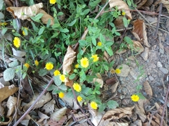 Pulicaria dysenterica