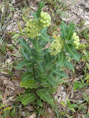 Asclepias obovata