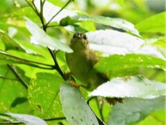 Basileuterus tristriatus