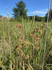 Scirpus cyperinus