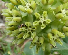 Asclepias obovata