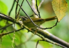 Basileuterus tristriatus