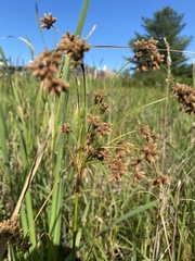 Scirpus cyperinus