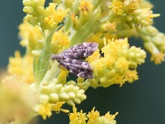 Anthophila fabriciana