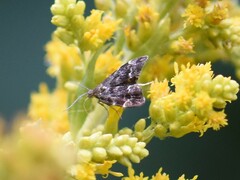 Anthophila fabriciana
