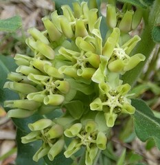 Asclepias obovata