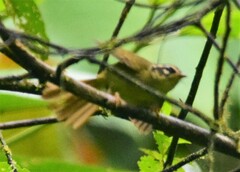 Basileuterus tristriatus