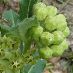 Asclepias obovata