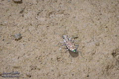 Cicindela repanda
