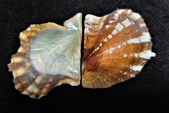 Pinctada imbricata