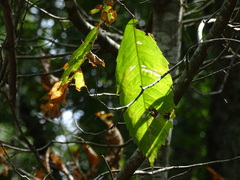 Castanea ozarkensis
