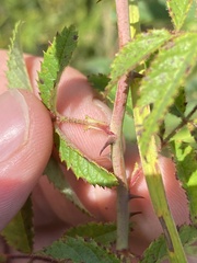 Rosa setigera